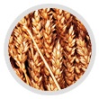 Пшеница.jpg