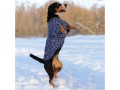 Жилет для собак утепленный / OSSO Fashion (Россия)