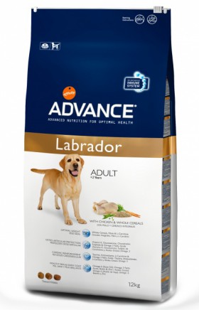 Advance Labrador
