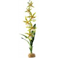 Spider Orchid, Орхидея-паук, искусственное растение / Hagen (Германия)
