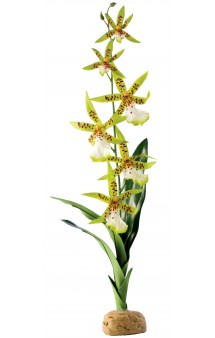 Spider Orchid, Орхидея-паук, искусственное растение / Hagen (Германия)