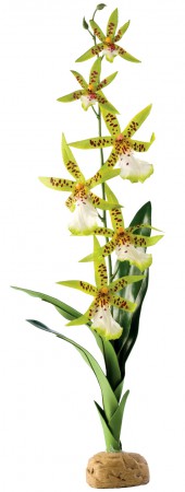 купить Орхидею для террариума