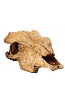 Buffalo Skull, укрытие "Череп бизона" / Hagen (Германия)