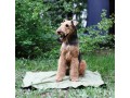 Охлаждающий коврик для собак  / OSSO Fashion (Россия)