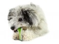 Finity Toothbrush Toy, Игрушка-зубная щетка для собак / Petstages (США)