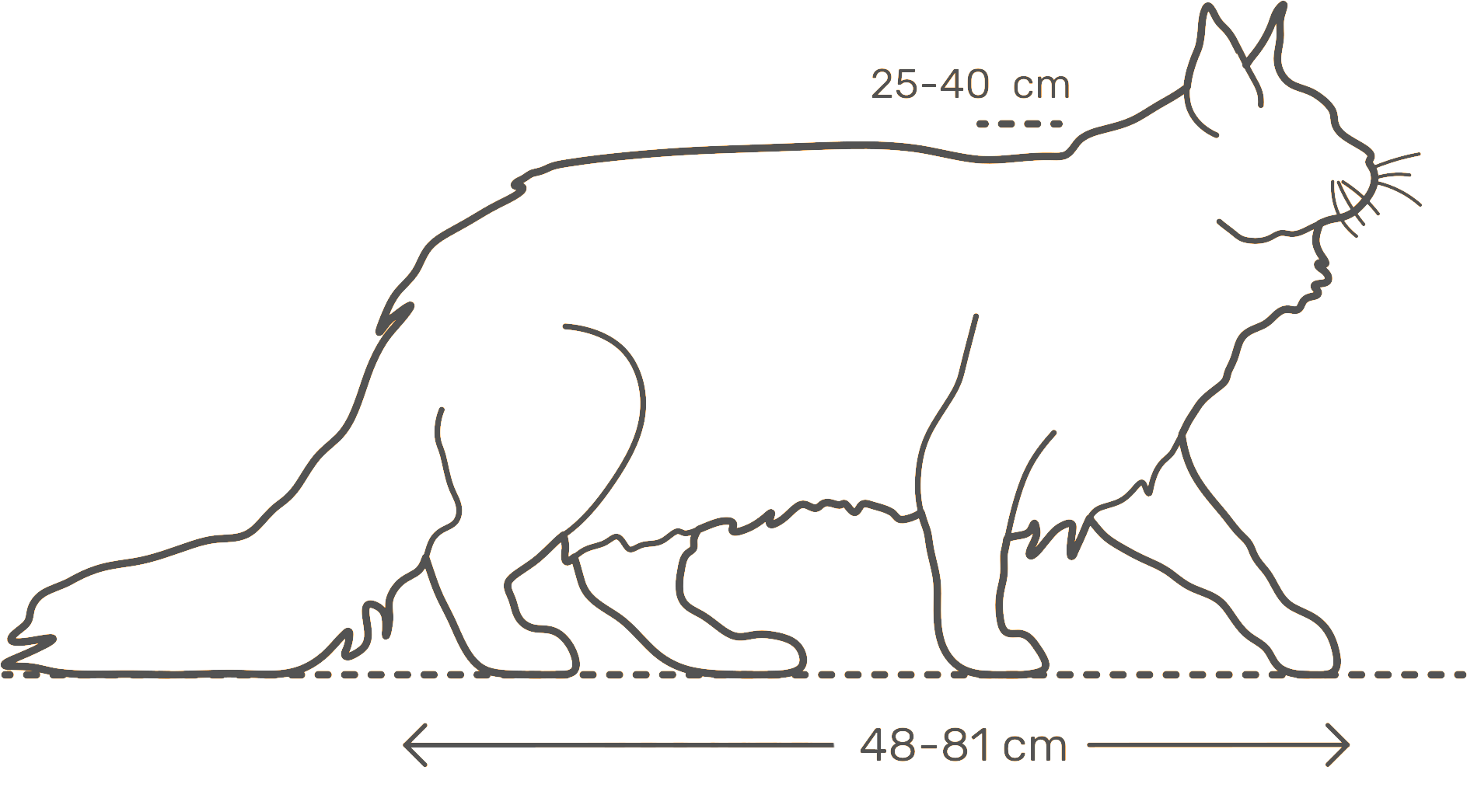 Средний размер кошки. Рост Мейн куна в холке по месяцам таблица. Рост Мейн куна в холке. Длина тела Мейн куна. Длина взрослого кота.