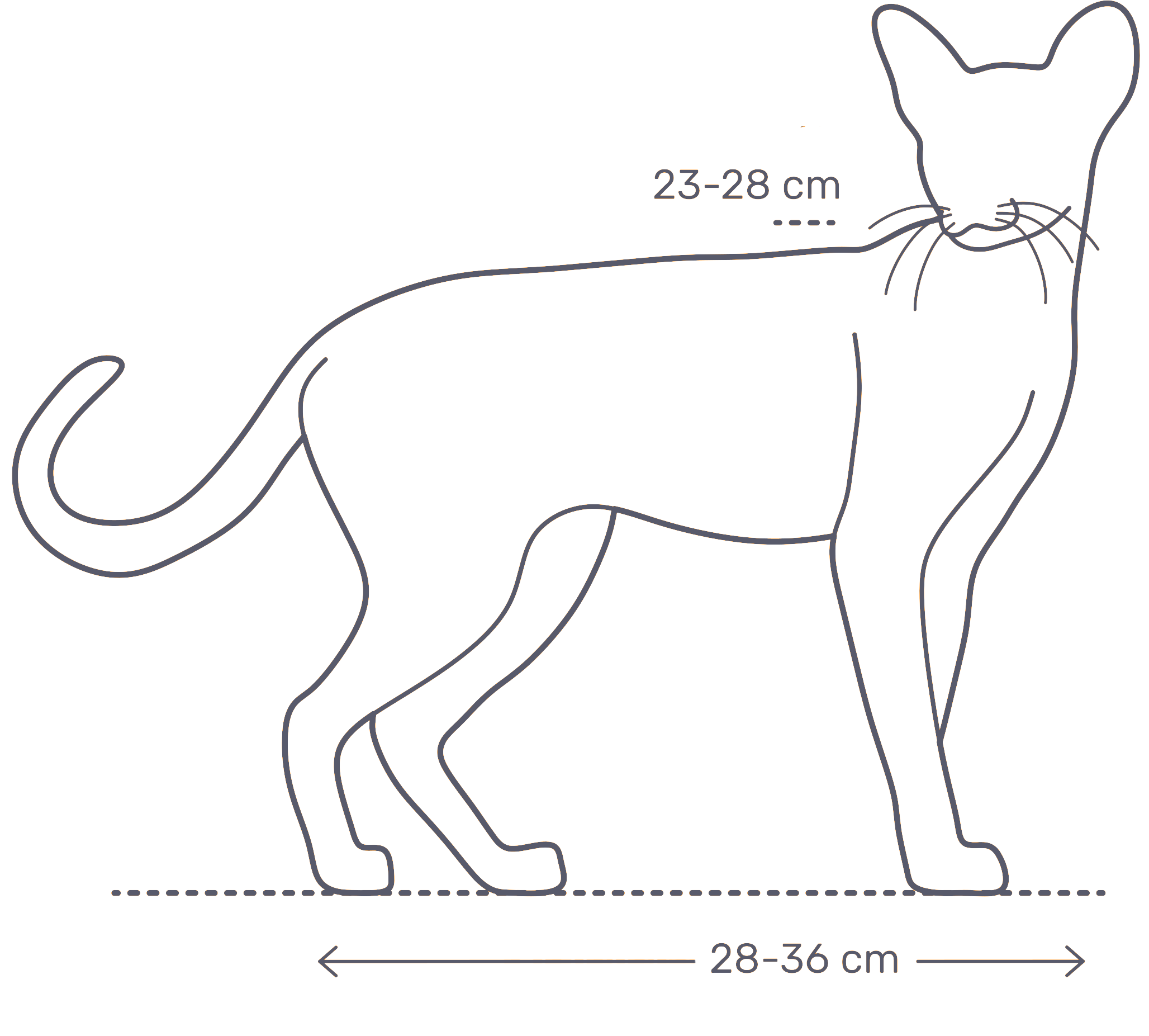 Средний размер кошки. Ориентальная кошка длина в холке. Вес ориентального кота. Высота кошки в холке. Ориентал высота в холке.