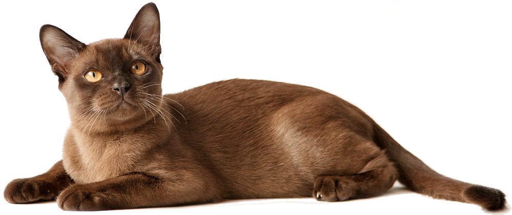Бурманская Кошка, Burmese cat