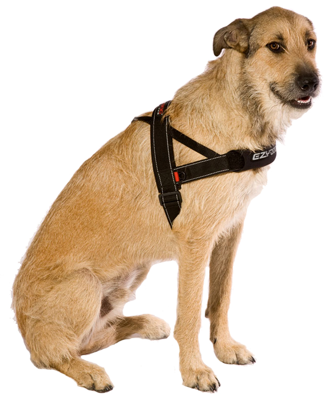 Правильная шлейка для собаки. EZYDOG шлейка. Шлейка Foxie Dog harness. Wau Dog шлейка. Шлейка для басенджи.