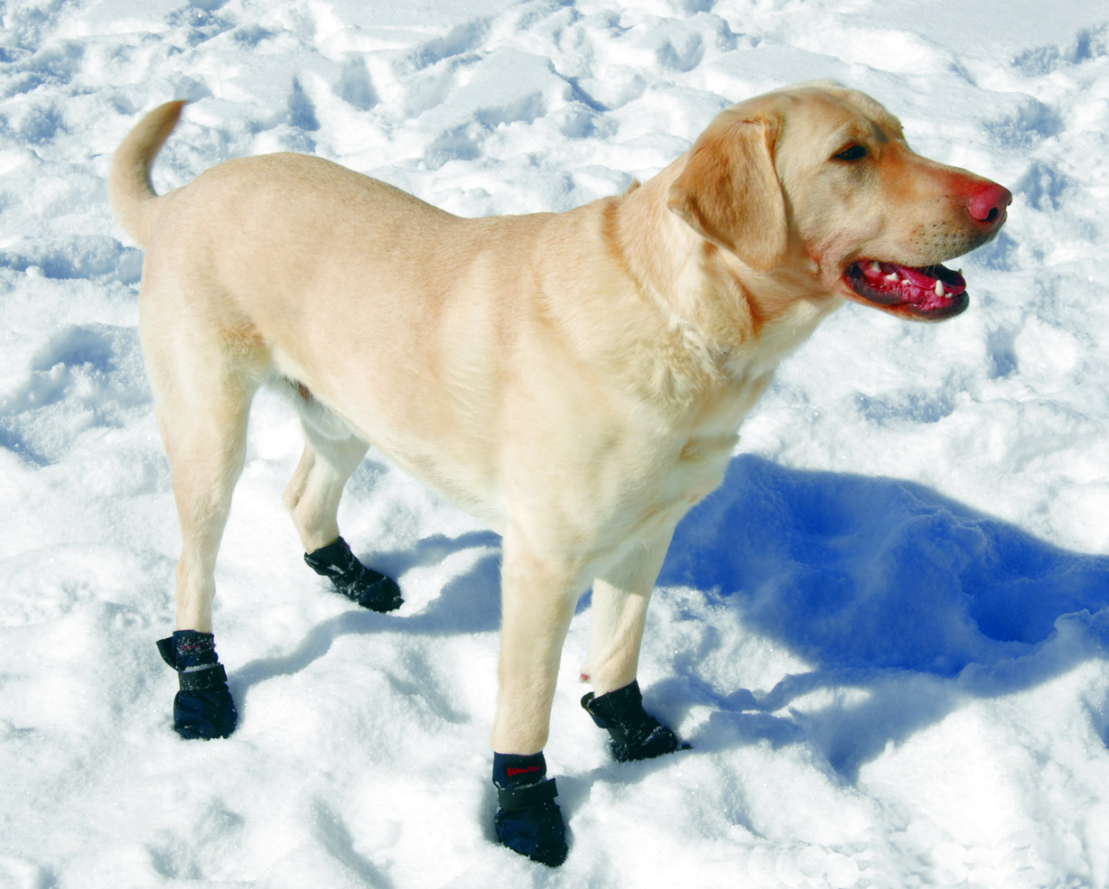 обувь для собак зимняя paw tail
